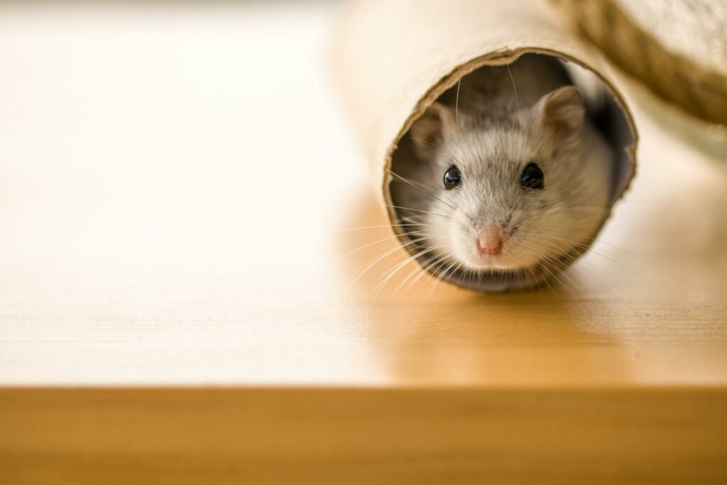 Hamsterrad des Alltags