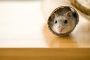 Hamsterrad des Alltags