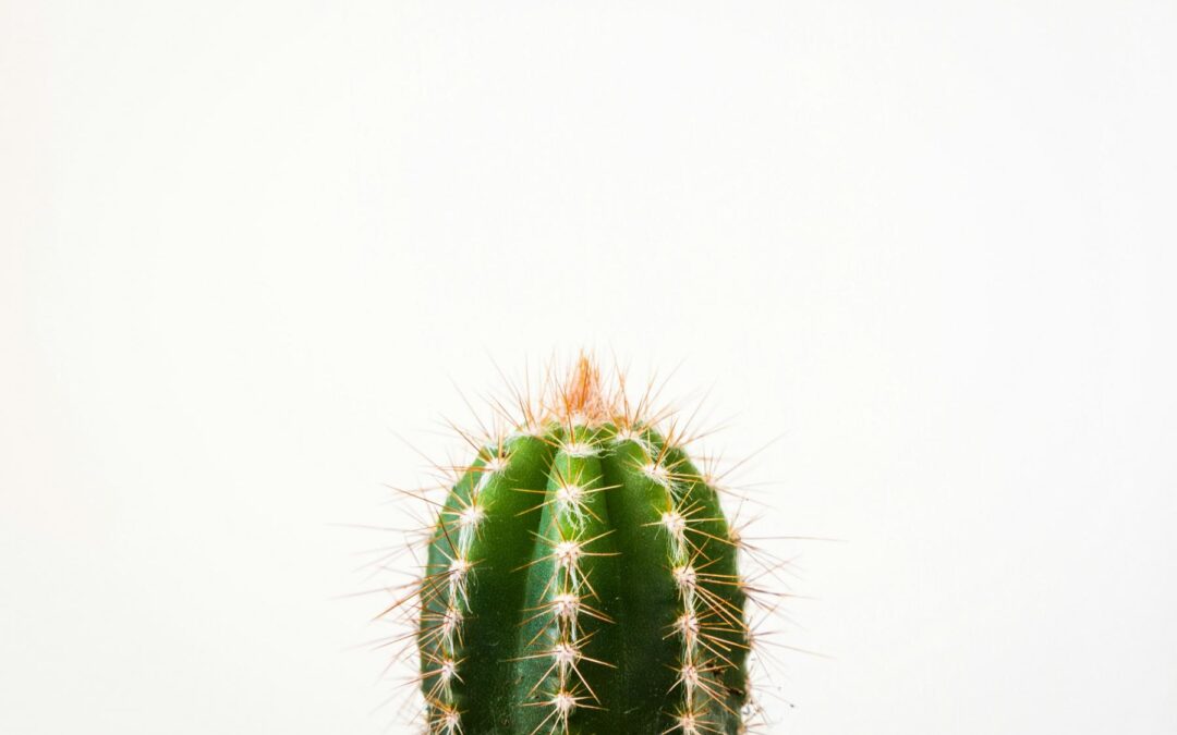 Wie wir Grenzen setzen. (Und warum das auch gut für andere ist!)